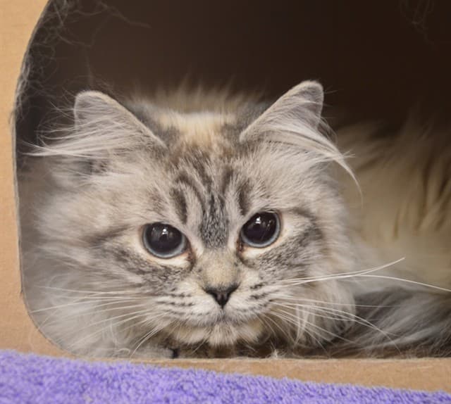 MICHA - Himalayan cat available for adoption at Ottawa Humane Society in Ottawa