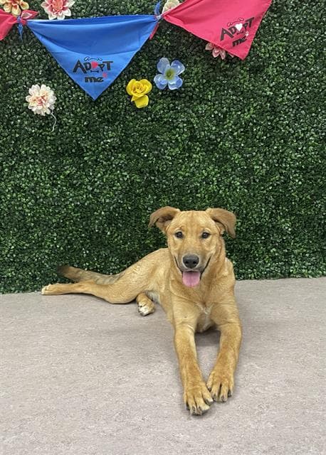 GLIMMER - German Shepherd Dog and Labrador Retriever available for adoption at Saskatoon Animal Control Agency in Saskatoon