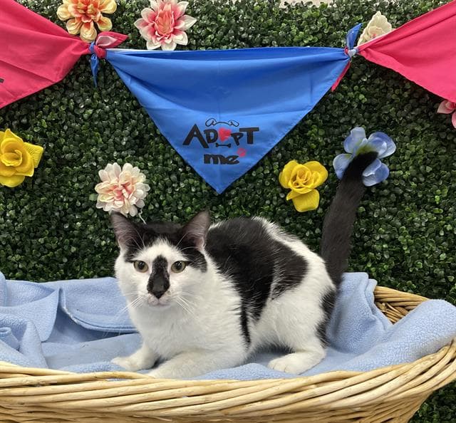 CORMAN - Domestic Shorthair cat available for adoption at Saskatoon Animal Control Agency in Saskatoon