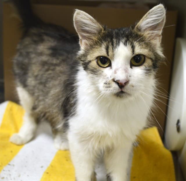 KOHL - Domestic Mediumhair cat available for adoption at Ottawa Humane Society in Ottawa