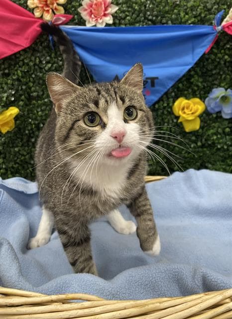 WILLIE MEOW-SON - Domestic Shorthair cat available for adoption at Saskatoon Animal Control Agency in Saskatoon
