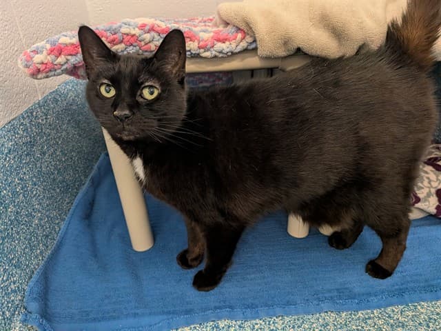 GRETEL - Domestic Shorthair cat available for adoption at City of Toronto Animal Services in Toronto