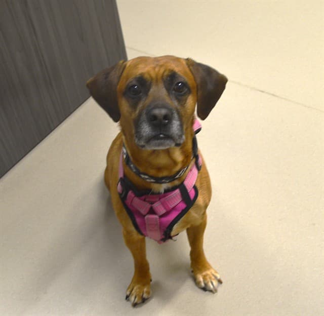 BANDIT - Retriever mix available for adoption at Ottawa Humane Society in Ottawa