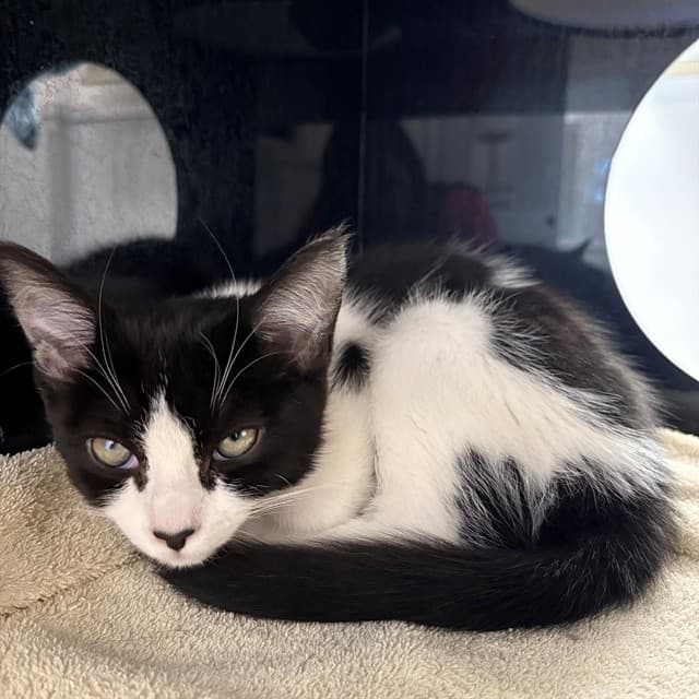 MANICOTTI - Domestic Shorthair cat available for adoption at Ottawa Humane Society in Ottawa