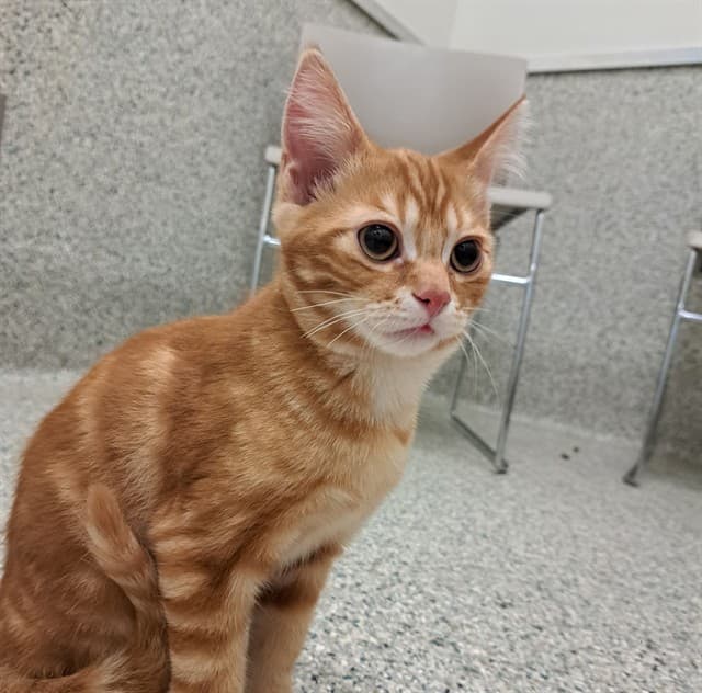 SNICKERDOODLE - Domestic Shorthair cat available for adoption at Ottawa Humane Society in Ottawa