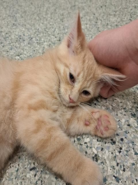 BUTTERSCOTCH - Domestic Shorthair cat available for adoption at Ottawa Humane Society in Ottawa