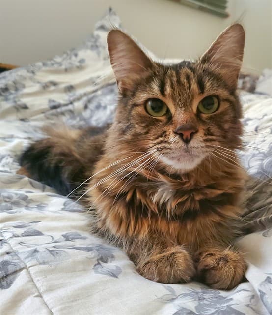 SWEETPEA - Domestic Mediumhair cat available for adoption at Ottawa Humane Society in Ottawa