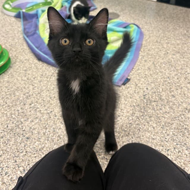 SPAGETTIOS - Domestic Longhair cat available for adoption at Ottawa Humane Society in Ottawa