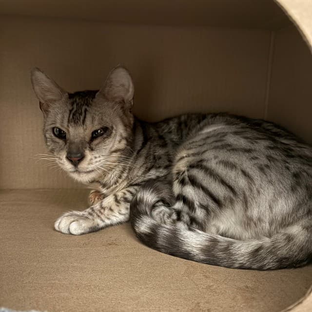 SIENNA - Bengal mix cat available for adoption at Ottawa Humane Society in Ottawa