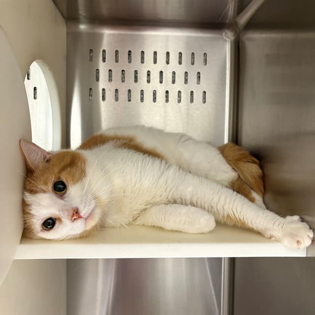 STEWIE - Domestic Shorthair cat available for adoption at Ottawa Humane Society in Ottawa