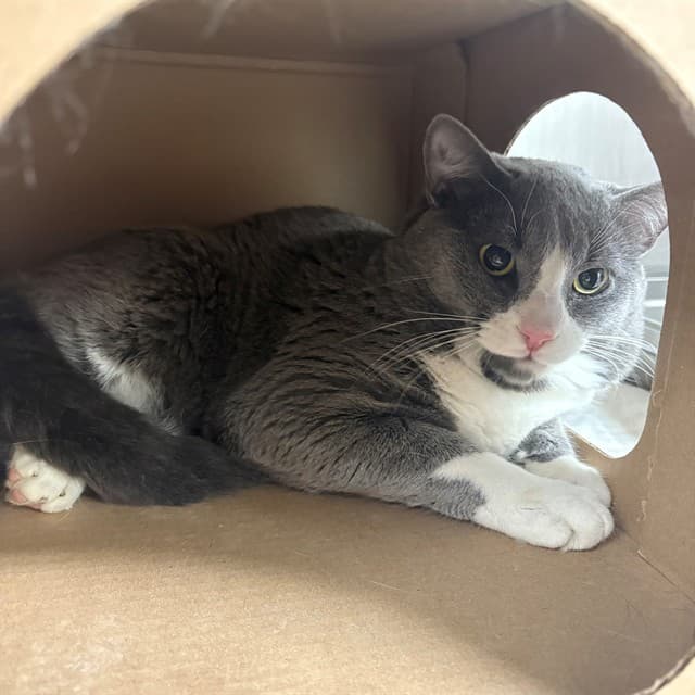 LUCAS - Domestic Shorthair cat available for adoption at Ottawa Humane Society in Ottawa