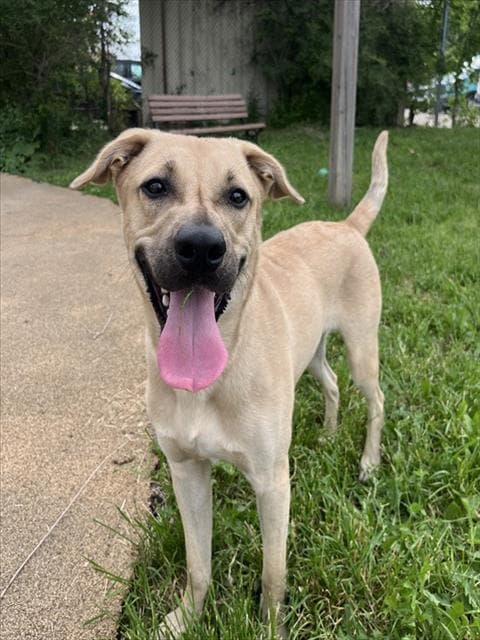 BRODY - German Shepherd Dog and Black and Tan Coonhound available for adoption in Ontario