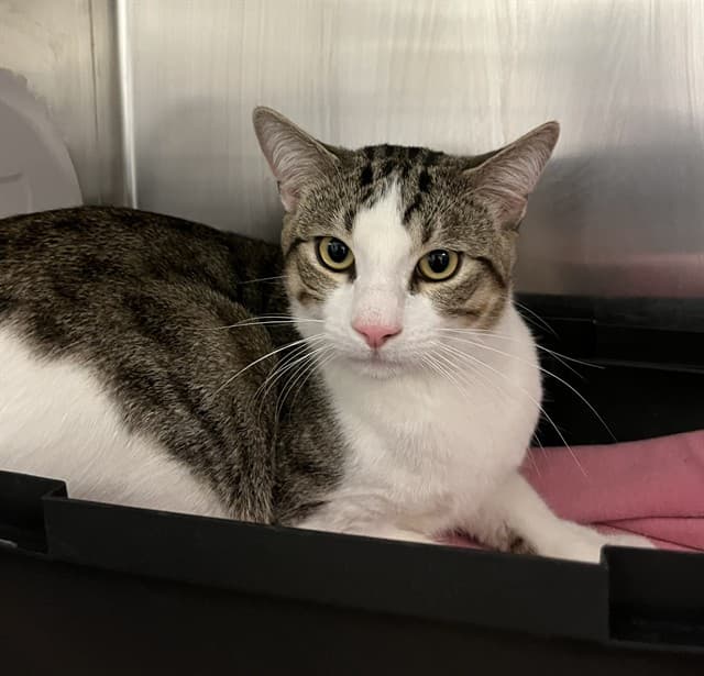 GOKU - Domestic Shorthair cat available for adoption at City of Toronto Animal Services in Toronto