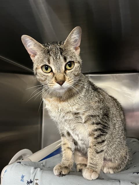 POPPY - Domestic Shorthair cat available for adoption at City of Toronto Animal Services in Toronto