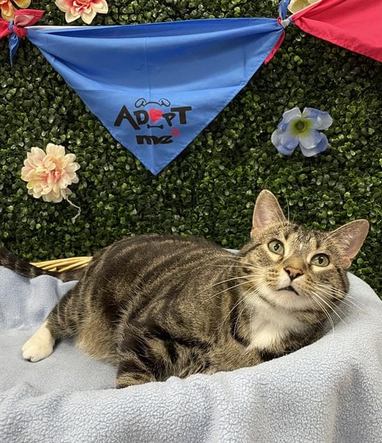 BONGO - Domestic Shorthair cat available for adoption at Saskatoon Animal Control Agency in Saskatoon