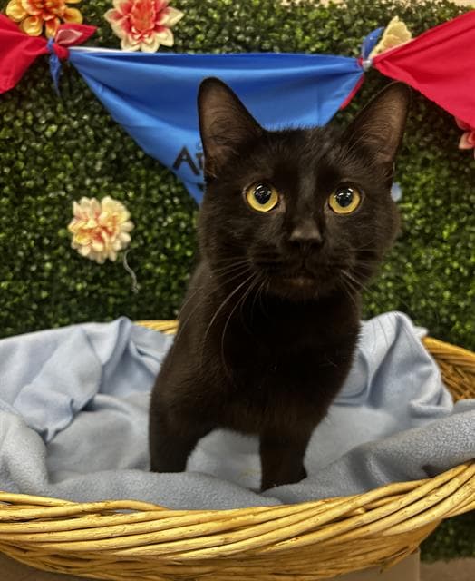 VOID - Domestic Shorthair cat available for adoption at Saskatoon Animal Control Agency in Saskatoon
