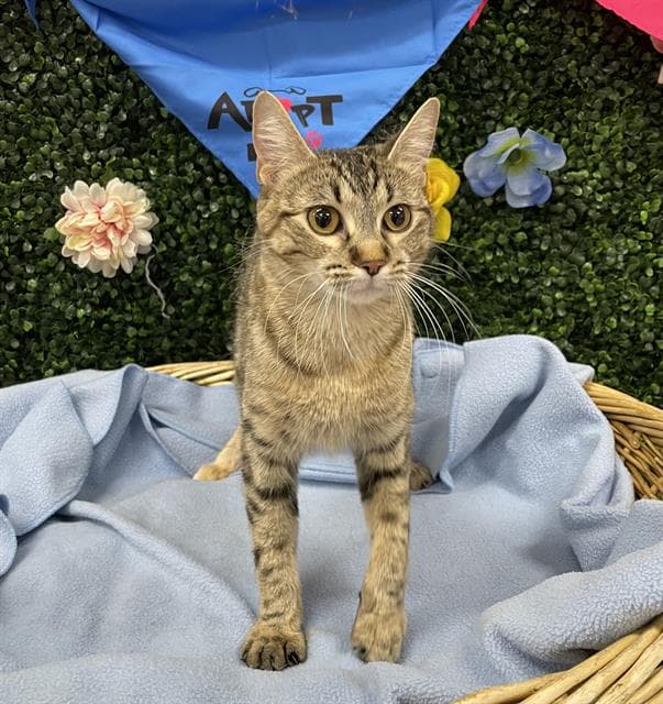 MEE-MEE - Domestic Shorthair cat available for adoption at Saskatoon Animal Control Agency in Saskatoon