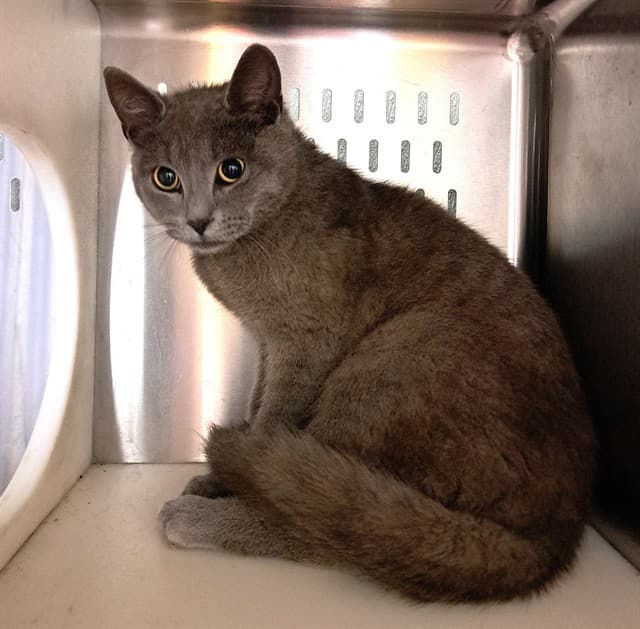 ZAZU - Domestic Shorthair cat available for adoption at Ottawa Humane Society in Ottawa