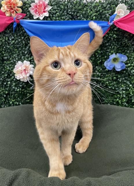 GOOBIE - Domestic Shorthair cat available for adoption at Saskatoon Animal Control Agency in Saskatoon