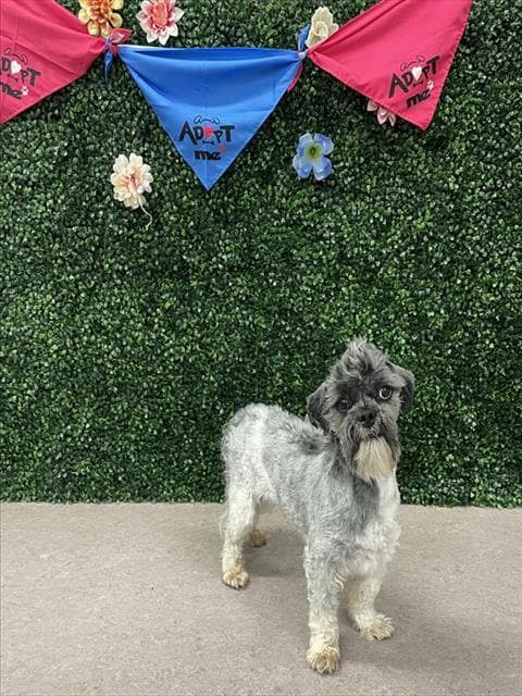 SPIKE - Shih Tzu mix available for adoption at Saskatoon Animal Control Agency in Saskatoon