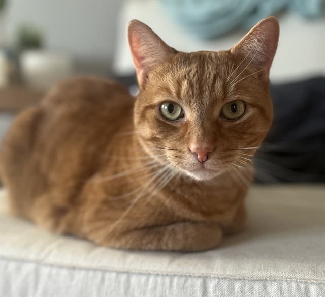 SKIPPY - Domestic Shorthair cat available for adoption at Ottawa Humane Society in Ottawa