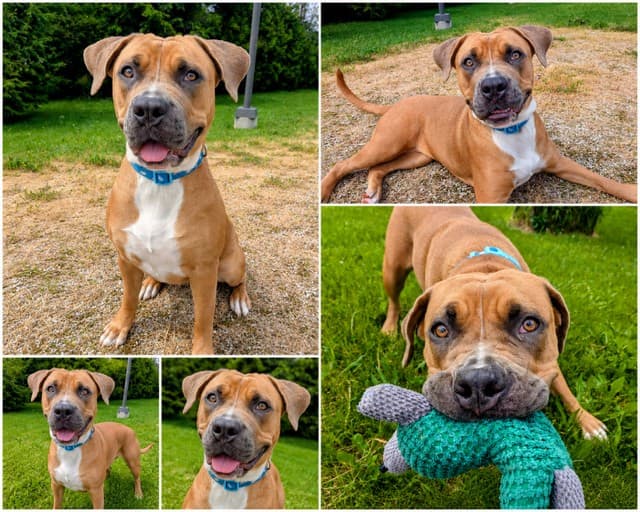DIAMOND - American Bulldog available for adoption at City of Toronto Animal Services in Toronto