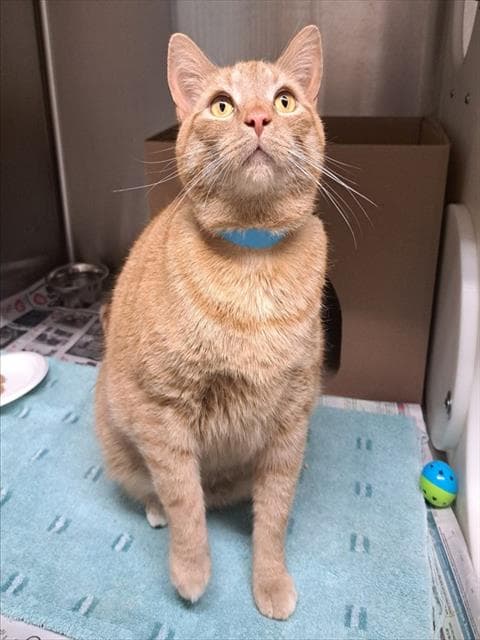 TOMATO SOUP - Domestic Shorthair cat available for adoption at Ottawa Humane Society in Ottawa