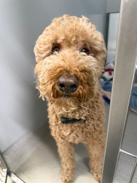 TEDDY - Poodle - Standard and Retreiver available for adoption at Ottawa Humane Society in Ottawa