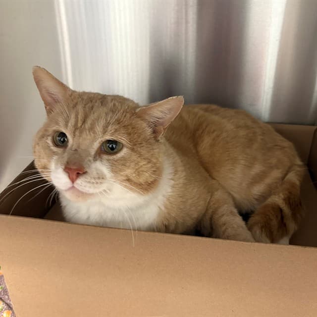 FIG - Domestic Shorthair cat available for adoption at Ottawa Humane Society in Ottawa