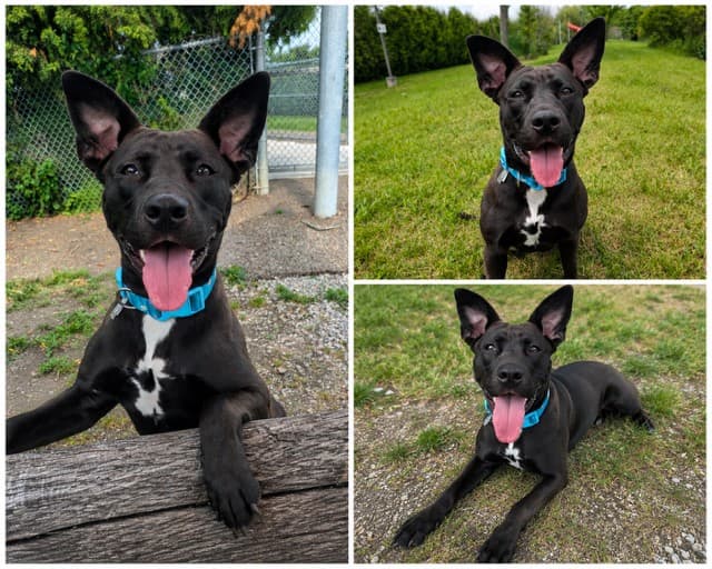 AYLIN - American Bulldog mix available for adoption at City of Toronto Animal Services in Toronto