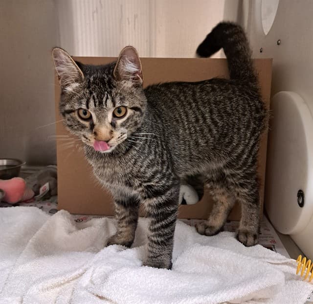 SHADOW PURRINGTON - Domestic Shorthair cat available for adoption at Ottawa Humane Society in Ottawa