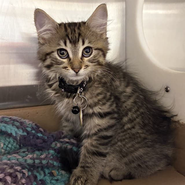 WALTZ - Domestic Longhair cat available for adoption at Ottawa Humane Society in Ottawa