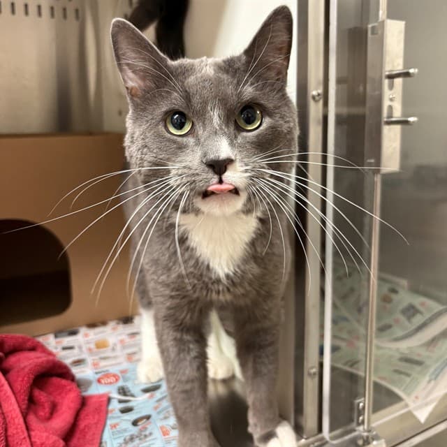 MATTHEW - Domestic Shorthair cat available for adoption at Ottawa Humane Society in Ottawa