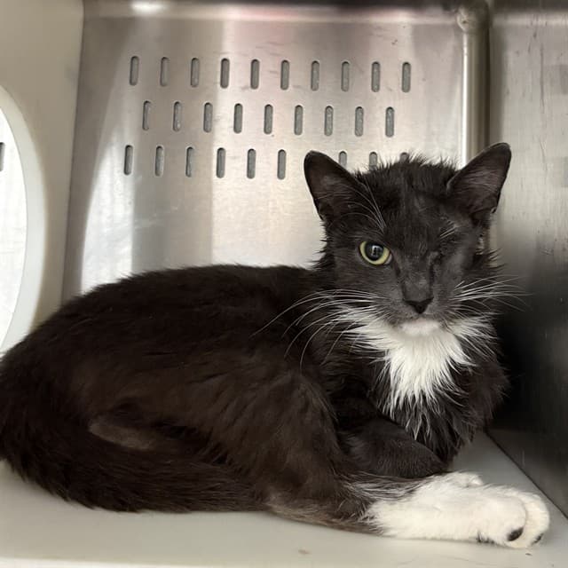 SASHA - Domestic Shorthair cat available for adoption at Ottawa Humane Society in Ottawa