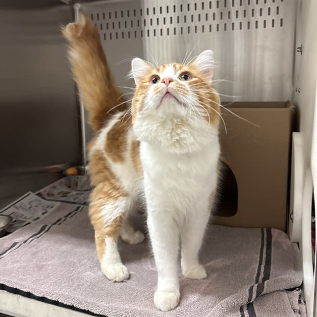 ARTIE - Domestic Mediumhair cat available for adoption at Ottawa Humane Society in Ottawa