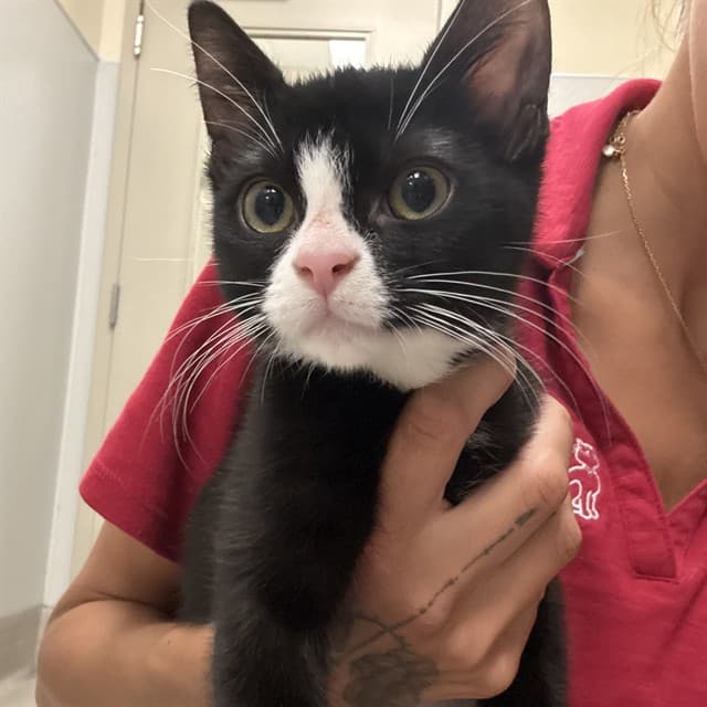RUBY - Domestic Shorthair cat available for adoption at Ottawa Humane Society in Ottawa