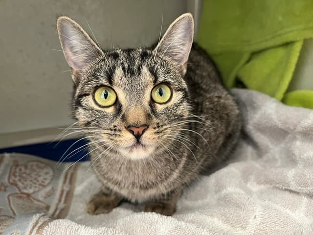 NALA - Domestic Shorthair cat available for adoption at City of Toronto Animal Services in Toronto