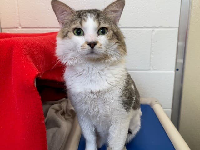 BUMBLE - Domestic Mediumhair cat available for adoption at City of Toronto Animal Services in Toronto