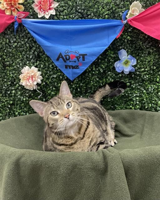 BANJO - Domestic Shorthair cat available for adoption at Saskatoon Animal Control Agency in Saskatoon