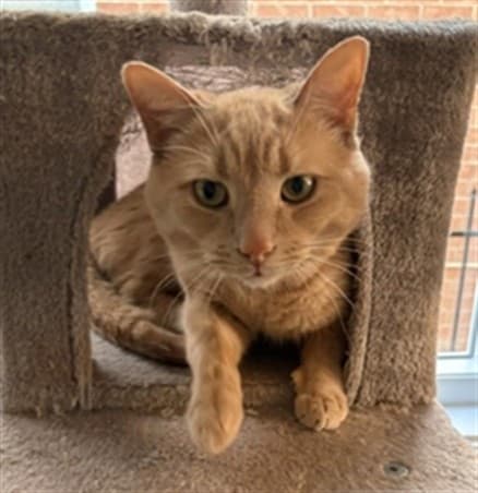 JEWLE - Domestic Shorthair cat available for adoption at Ottawa Humane Society in Ottawa