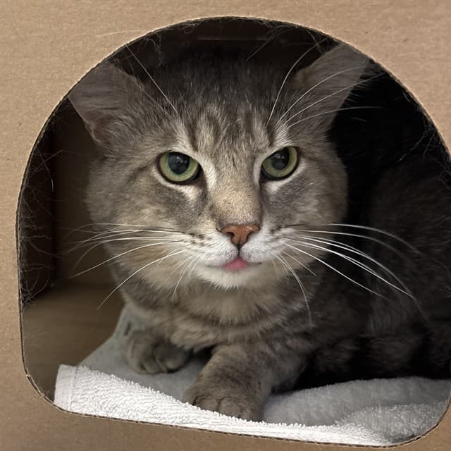 FAVIO - Domestic Shorthair cat available for adoption at Ottawa Humane Society in Ottawa