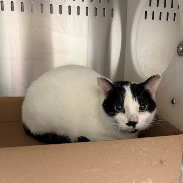 CASSIE - Domestic Shorthair cat available for adoption at Ottawa Humane Society in Ottawa
