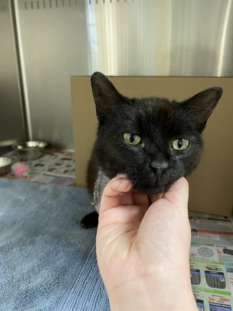 KYLO - Domestic Shorthair cat available for adoption at Ottawa Humane Society in Ottawa