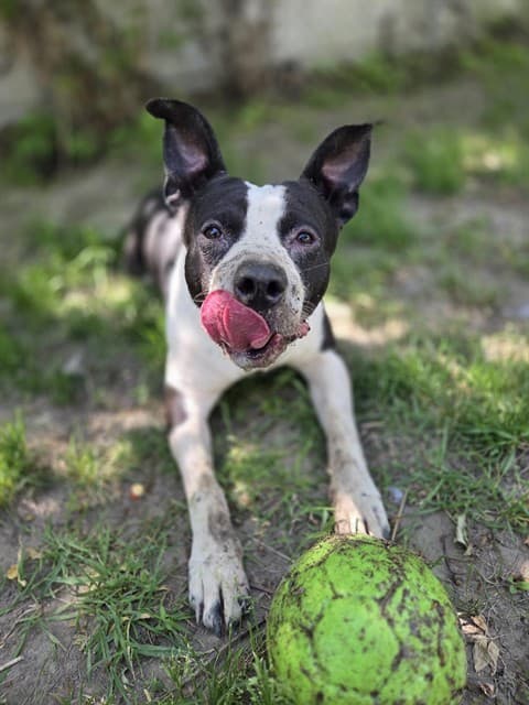 BLANCO - American Bulldog mix available for adoption at City of Toronto Animal Services in Toronto