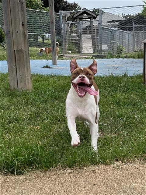 MONROE - American Bulldog mix available for adoption