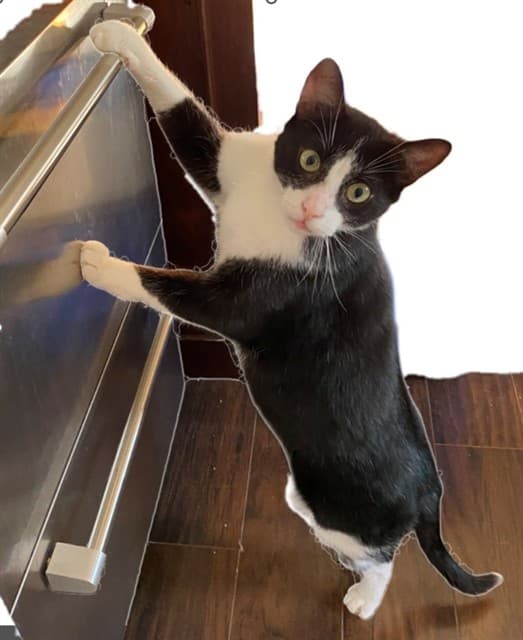 MAX - Domestic Shorthair cat available for adoption at Ottawa Humane Society in Ottawa