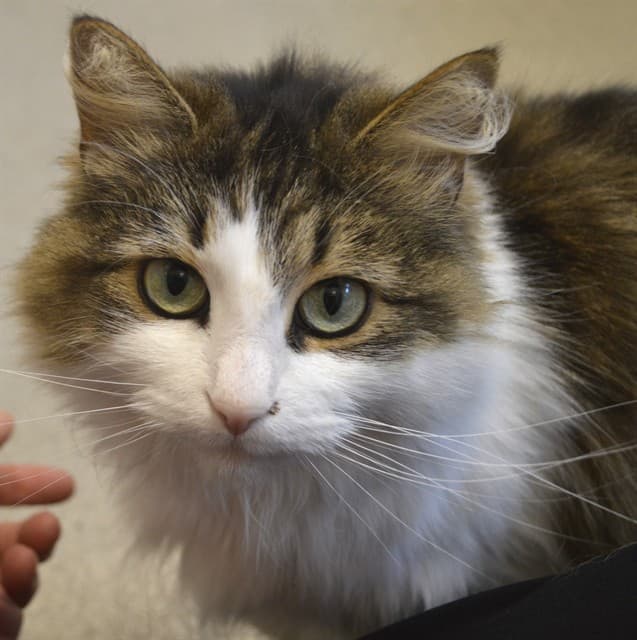 SUNNY - Domestic Mediumhair cat available for adoption at Ottawa Humane Society in Ottawa