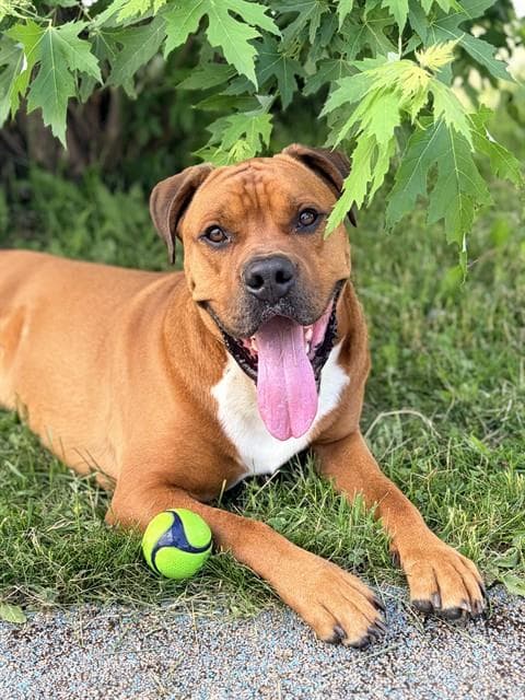 RYE - Boxer mix available for adoption in Ontario