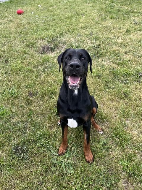 CONAN - Doberman Pinscher and Mastiff available for adoption in Ontario