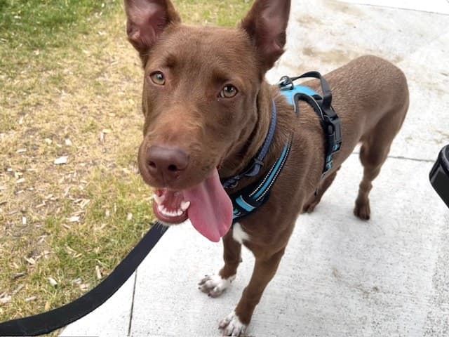 CLEO - Australian Kelpie mix available for adoption at City of Toronto Animal Services in Toronto